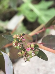 Euphorbia hypericifolia