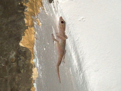 Ptyodactylus hasselquistii