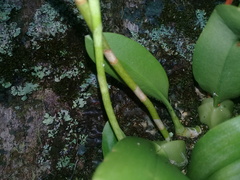 Bulbophyllum popayanense