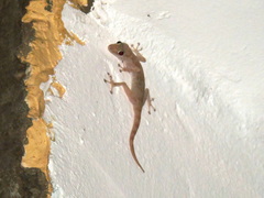Ptyodactylus hasselquistii