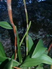 Bulbophyllum popayanense