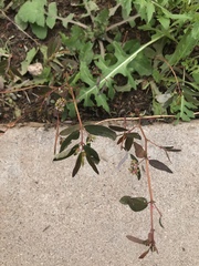 Euphorbia hypericifolia