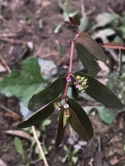 Euphorbia hypericifolia