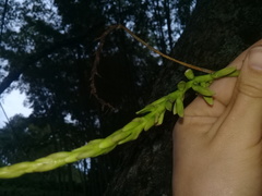 Bulbophyllum popayanense