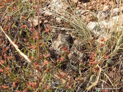 Petrosedum sediforme