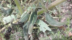 Proboscidea louisianica fragrans