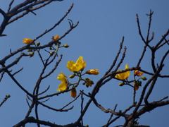 Cochlospermum religiosum