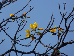 Cochlospermum religiosum
