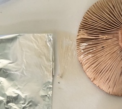 Lactarius quietus incanus