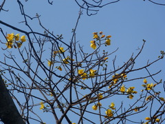 Cochlospermum religiosum