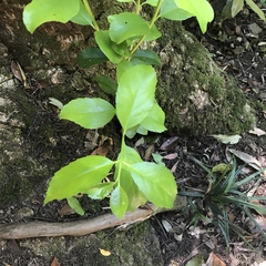 Laurelia sempervirens