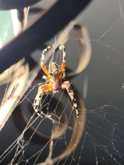 Neoscona oaxacensis