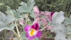 Proboscidea louisianica fragrans