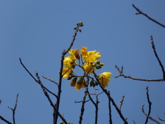 Cochlospermum religiosum