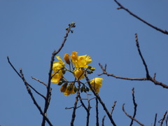 Cochlospermum religiosum
