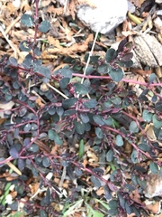 Euphorbia prostrata