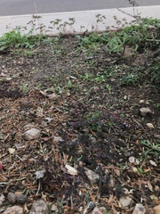 Euphorbia prostrata