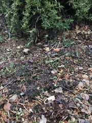 Euphorbia prostrata