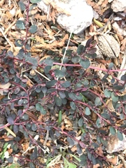 Euphorbia prostrata