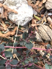 Euphorbia prostrata