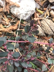 Euphorbia prostrata