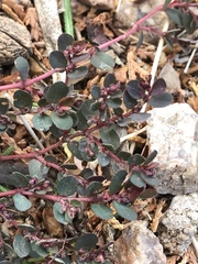 Euphorbia prostrata