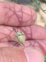 Paraselenis flava