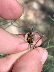 Paraselenis flava
