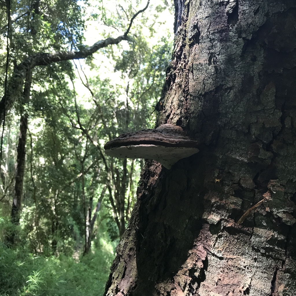 Ganoderma australe · December 2020 · photo: © cristianriquelme (iNaturalist, cc-by)