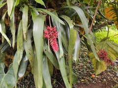 Aechmea coelestis