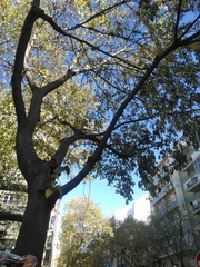 Celtis australis