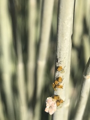 Aphis nerii