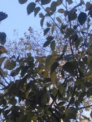 Celtis australis