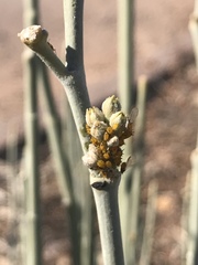 Aphis nerii
