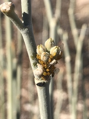 Aphis nerii