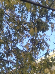 Celtis australis