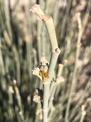 Aphis nerii