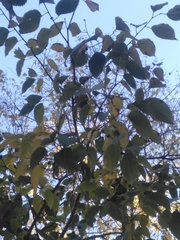 Celtis australis
