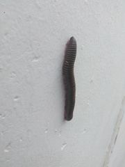 Ommatoiulus diplurus