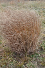 Chionochloa rubra
