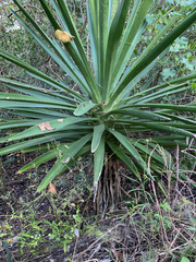 Agave decipiens
