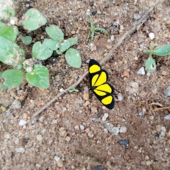 Cyllopodini