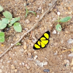 Cyllopodini
