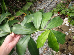 Costus woodsonii