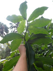Costus woodsonii