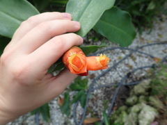 Costus woodsonii
