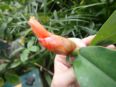 Costus woodsonii