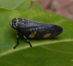 Ptyelus grossus