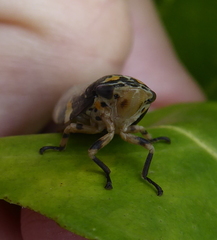 Ptyelus grossus