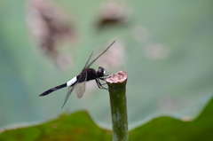 Pseudothemis zonata